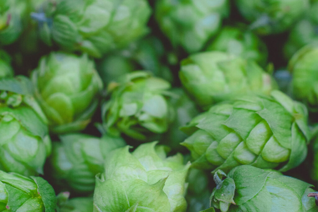 hop beer